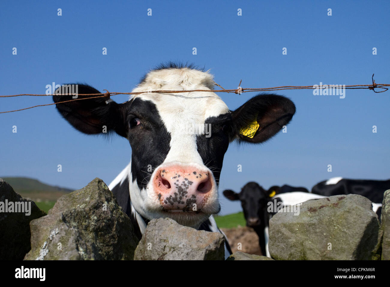 Colpo alla testa di Holstein giovenca guardando oltre il muro di pietra e il peering attraverso il filo spinato strand, West Witton, North Yorkshire Dales, Foto Stock