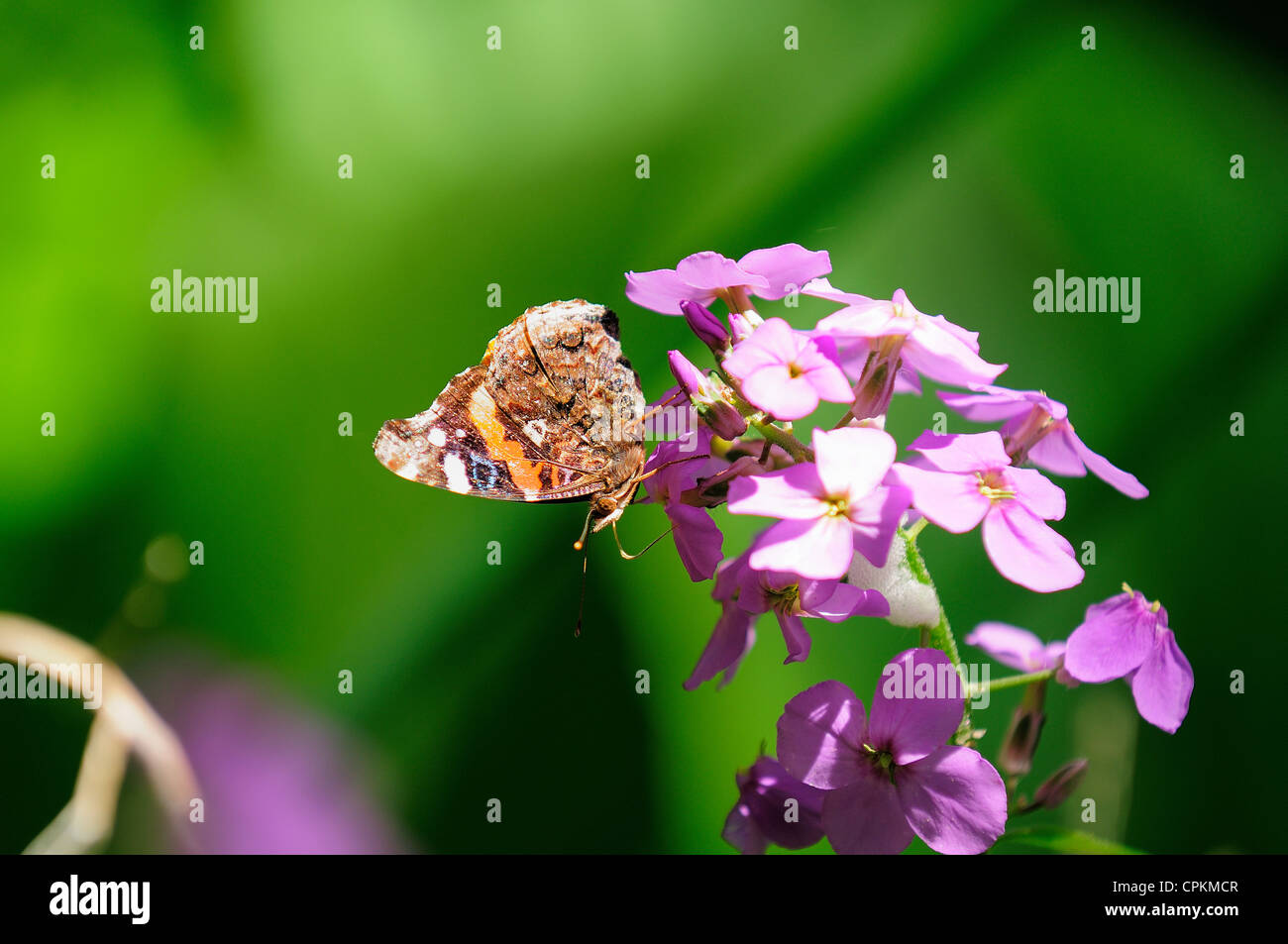 Admiral Butterfly succhiare il nettare da branchi. Foto Stock