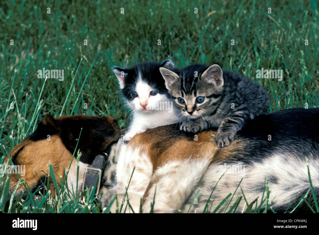 Due gattini seduti sul lato di un sonno beagle cucciolo nell'estate erba, Missouri USA Foto Stock