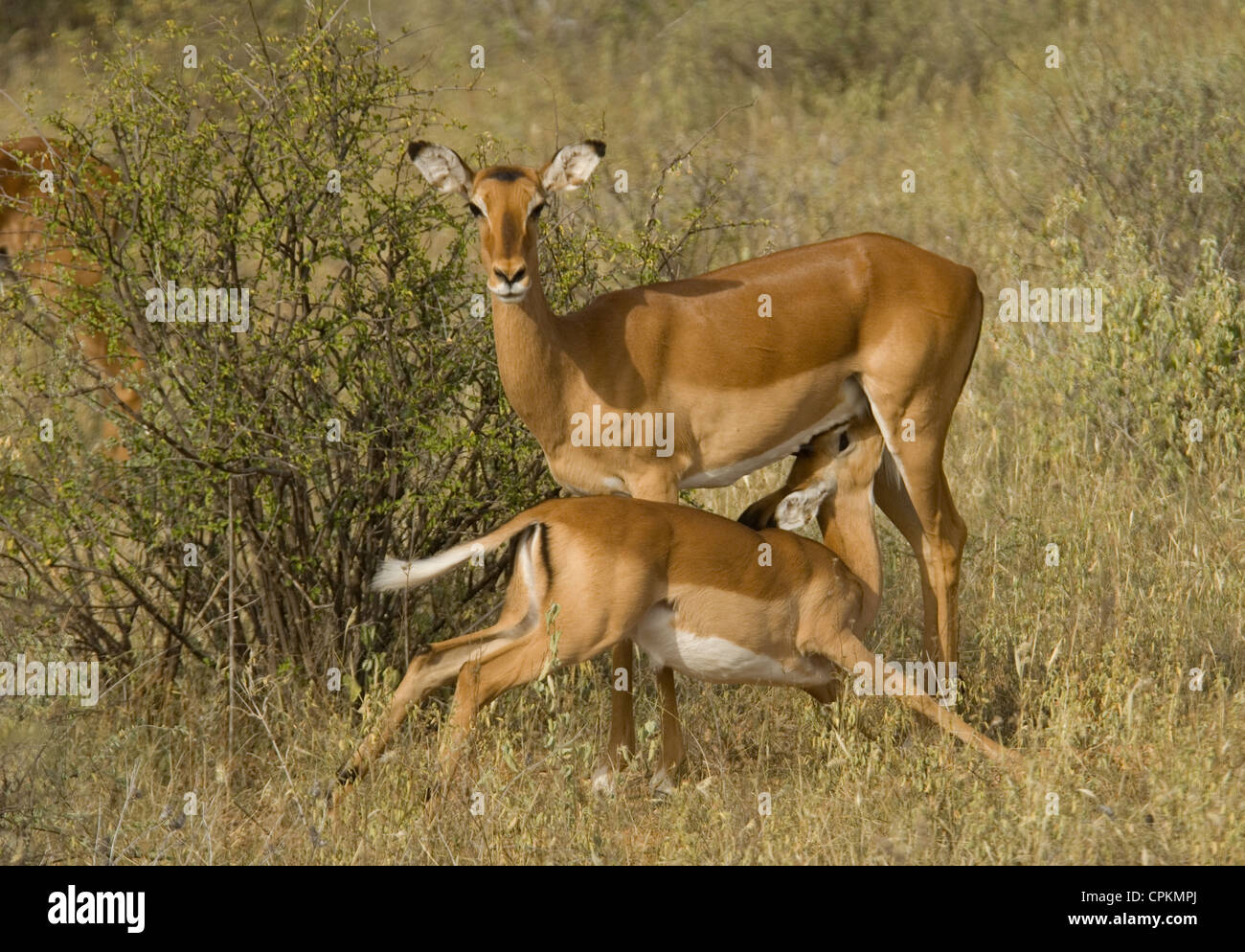 Impala mom con assistenza infermieristica di vitello Foto Stock