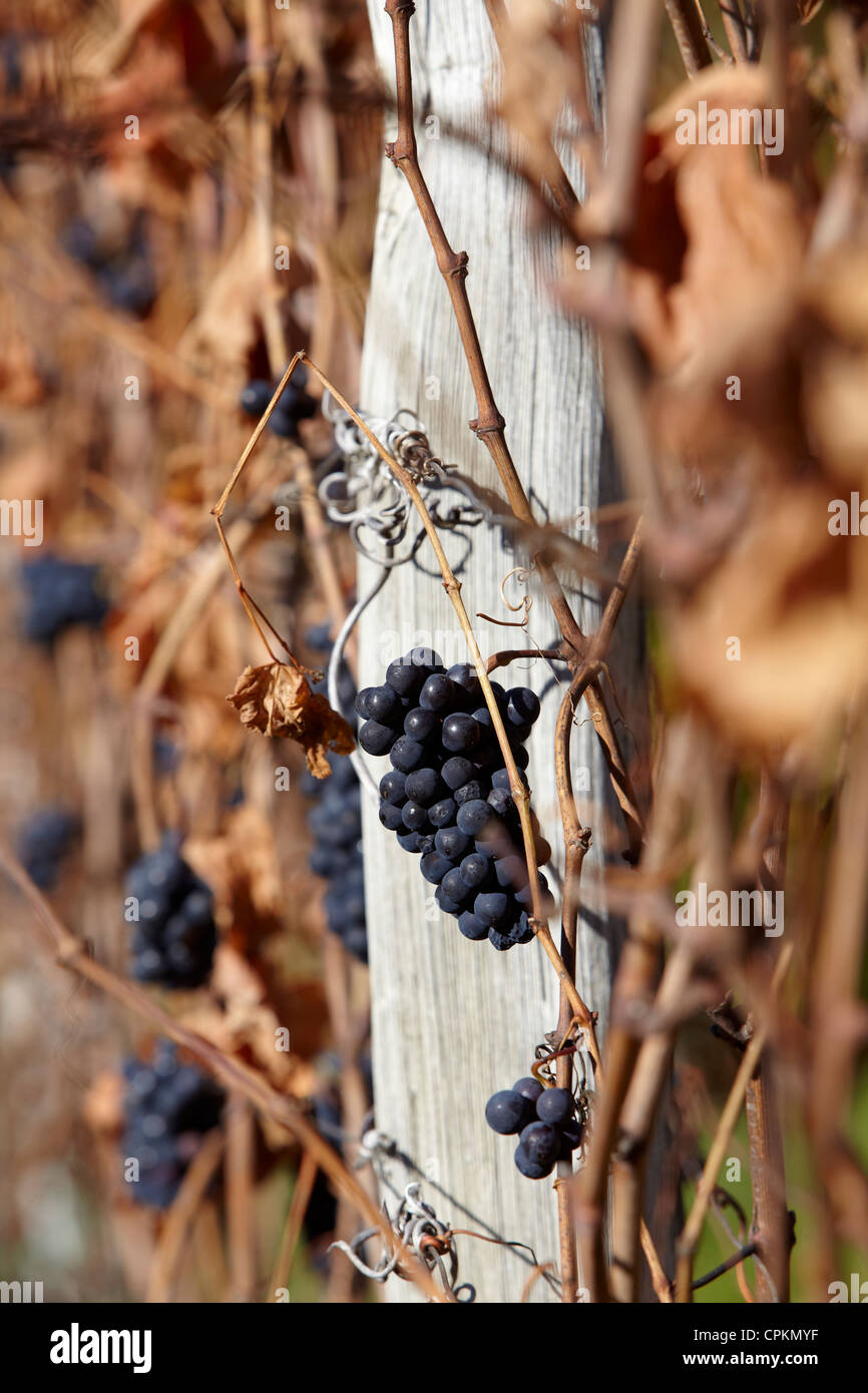 Vino rosso uva lasciata sulle vigne dopo la vendemmia, autunno, Alpi Italiane Foto Stock