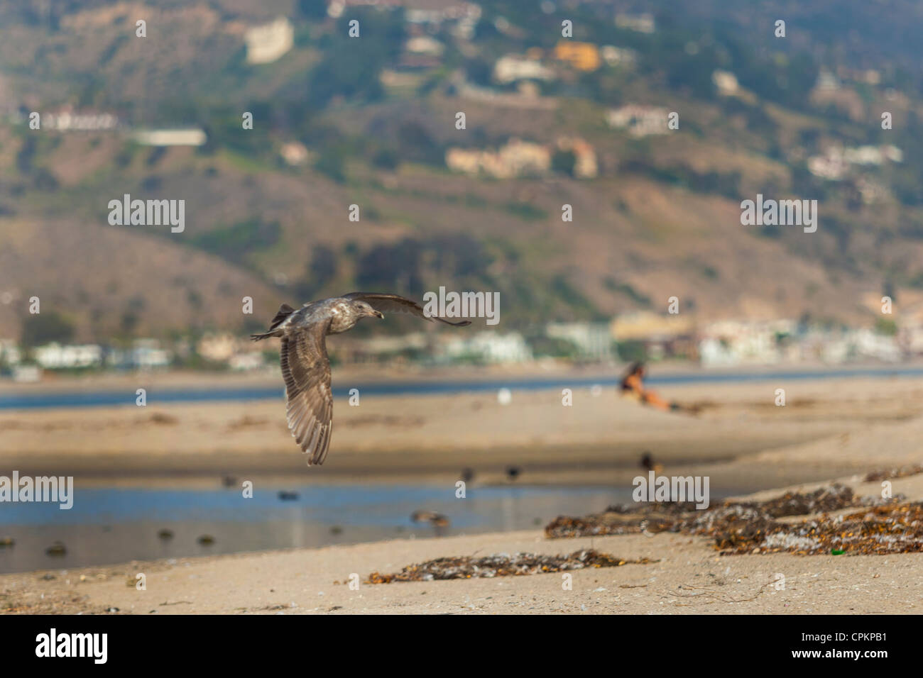 Brown uccello in volo sulla spiaggia Foto Stock