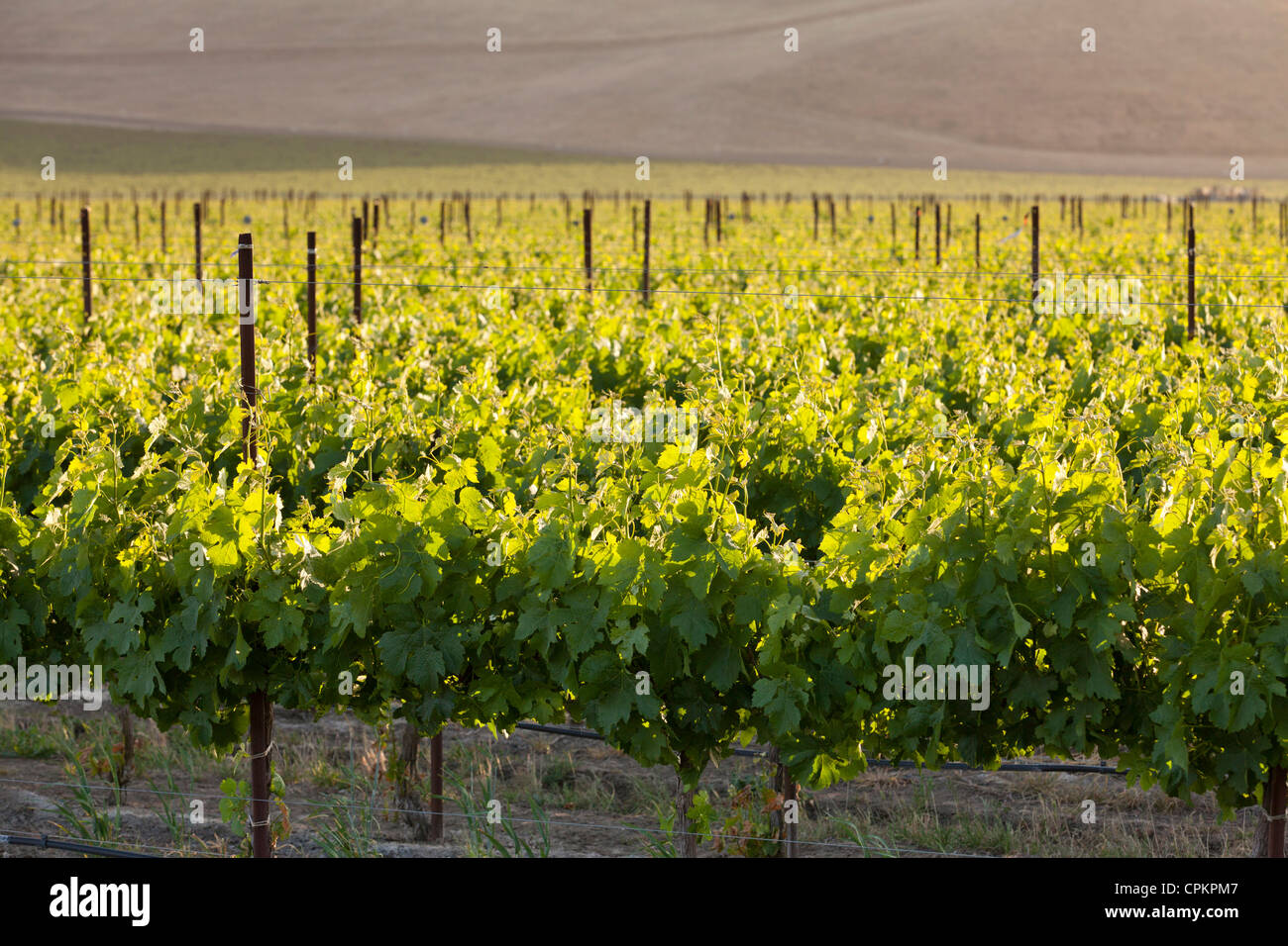 California central valley vineyard in primavera - San Luis Obispo County, California USA Foto Stock