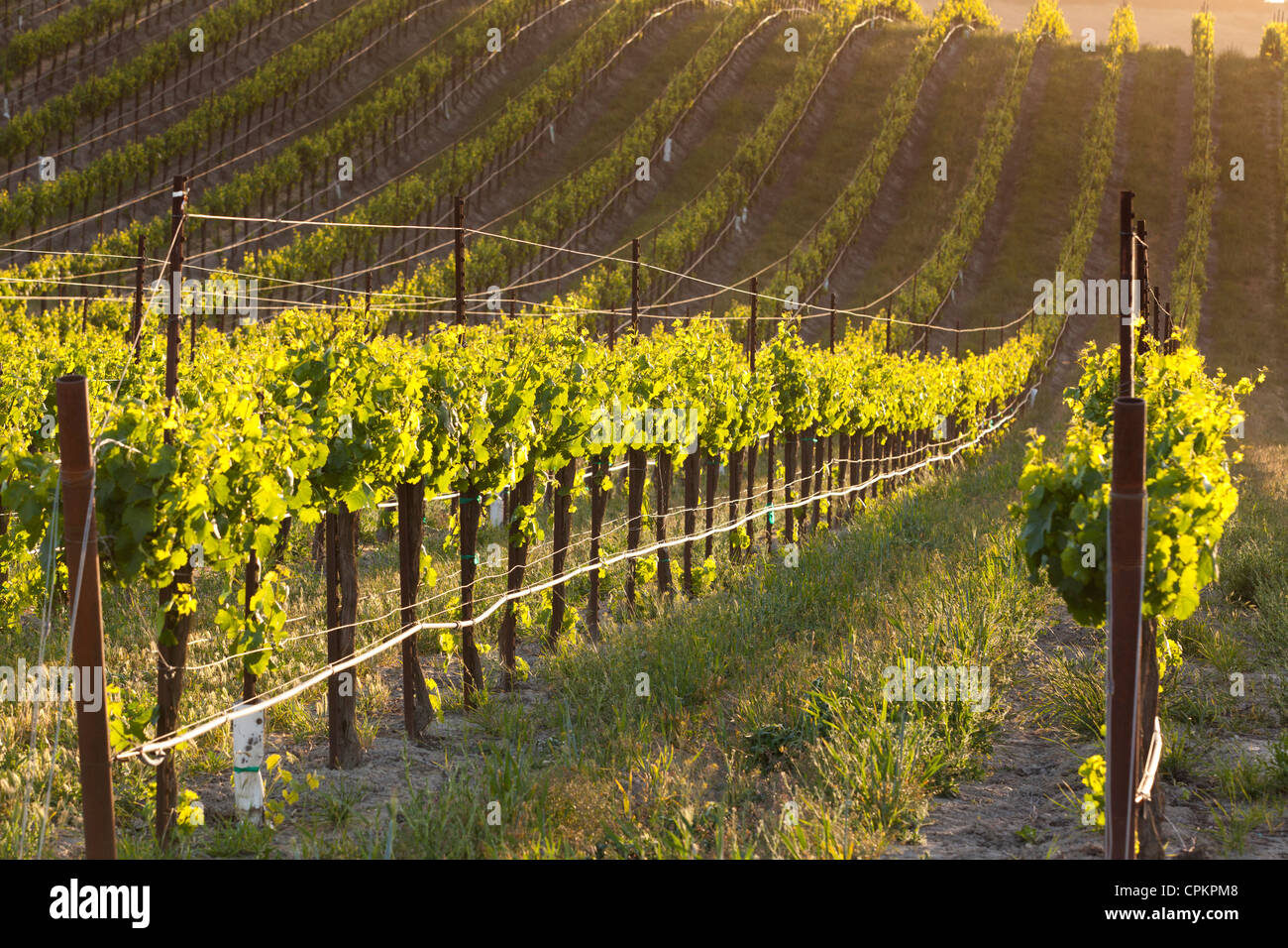 California central valley vineyard in primavera - San Luis Obispo County, California USA Foto Stock