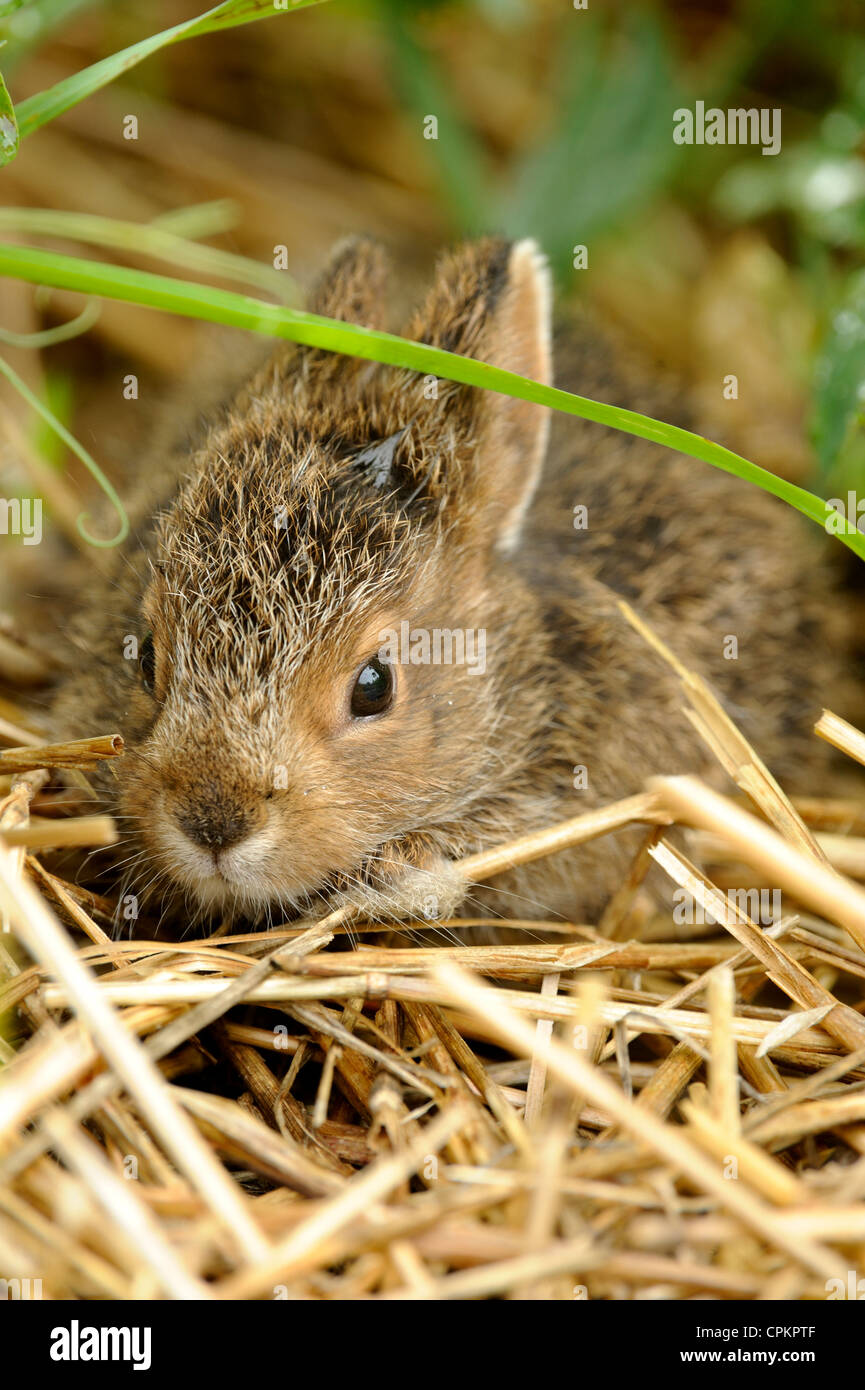 Variando lepre (Lepus americanus) Baby rabbit nascondere in un orto, maggiore Sudbury, Ontario, Canada Foto Stock