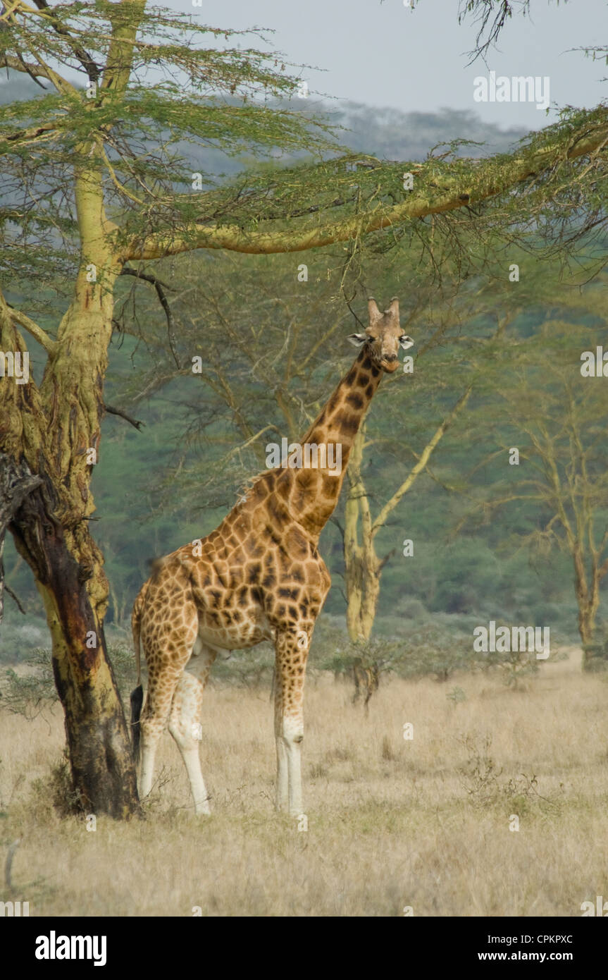 La Rothschild giraffe dal colore giallo-abbaiato acacia Foto Stock