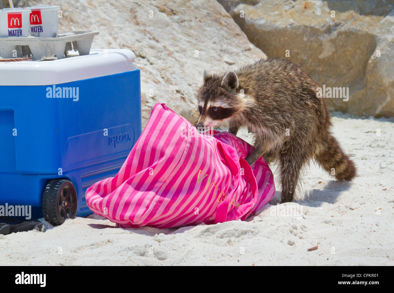 Raccoon (Procione lotor) evacuazione a la spiaggia della Florida (St. Andrews State Park, Panama City Beach, Florida, USA). Foto Stock