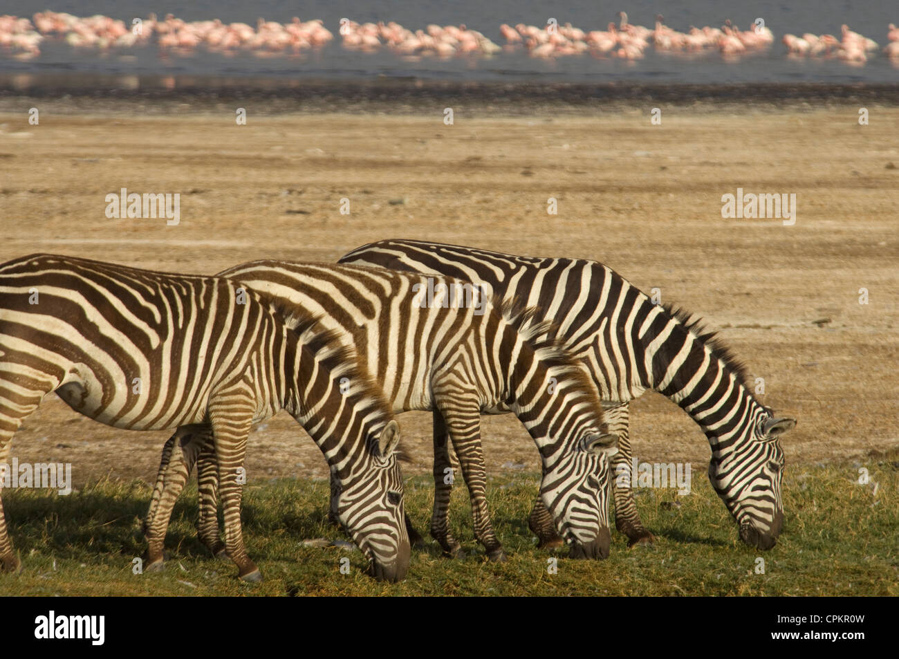 Tre la Burchell zebre in una linea, pascolo-Lake Nakuru e fenicotteri in background Foto Stock