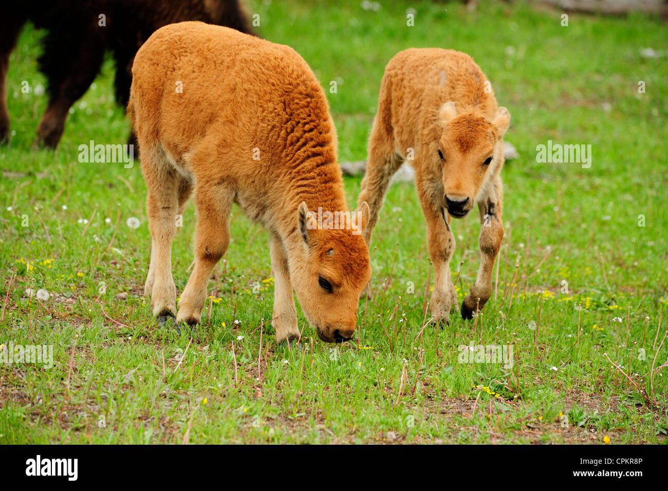 I bisonti americani (Bison bison) Primavera vitelli, il Parco Nazionale di Yellowstone, Wyoming USA Foto Stock