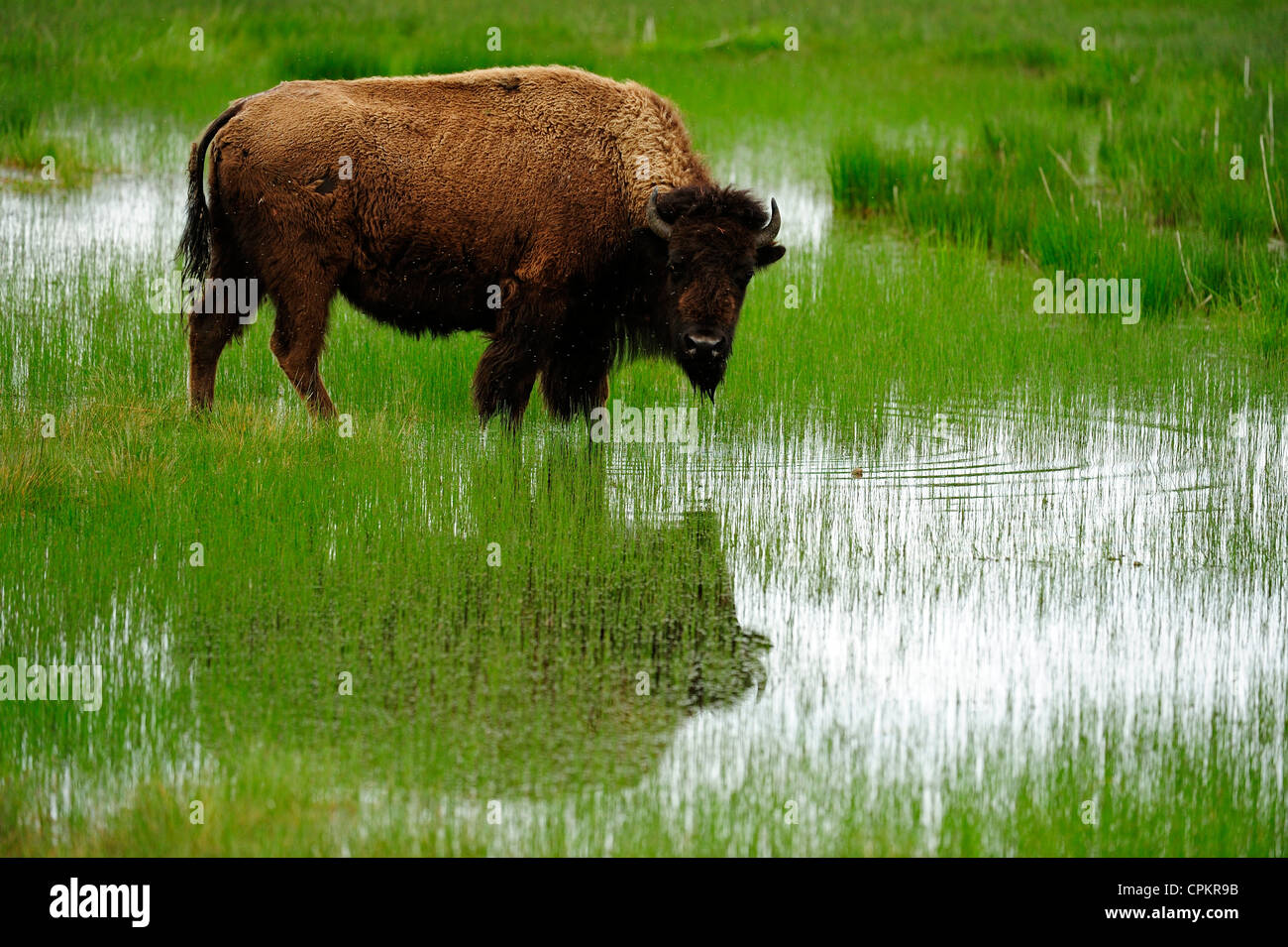 I bisonti americani (Bison bison) Primavera vitelli, il Parco Nazionale di Yellowstone, Wyoming USA Foto Stock