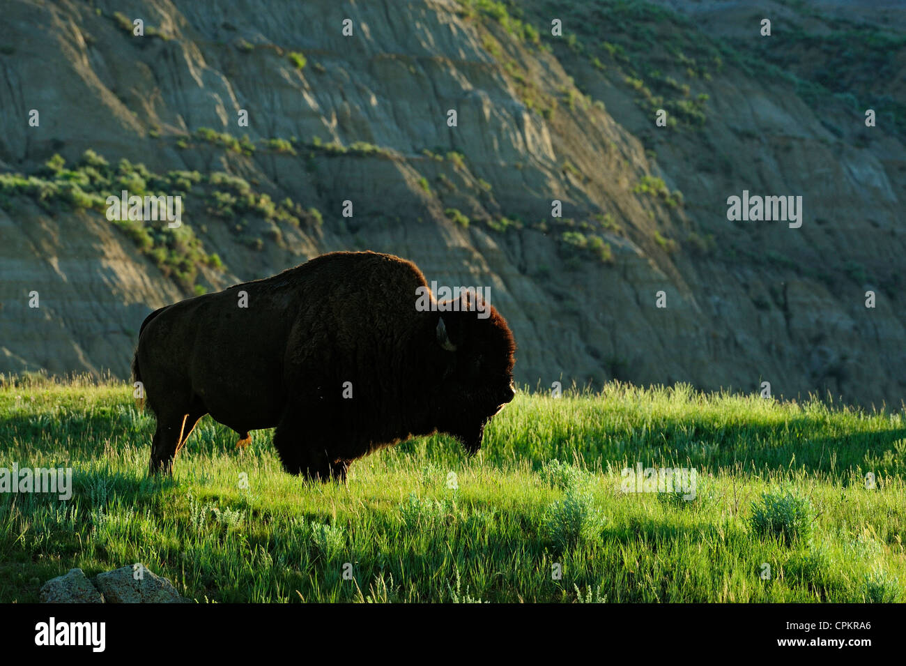 I bisonti americani (Bison bison), Theodore Roosevelt Parchi Nazionali, il Dakota del Nord, STATI UNITI D'AMERICA Foto Stock