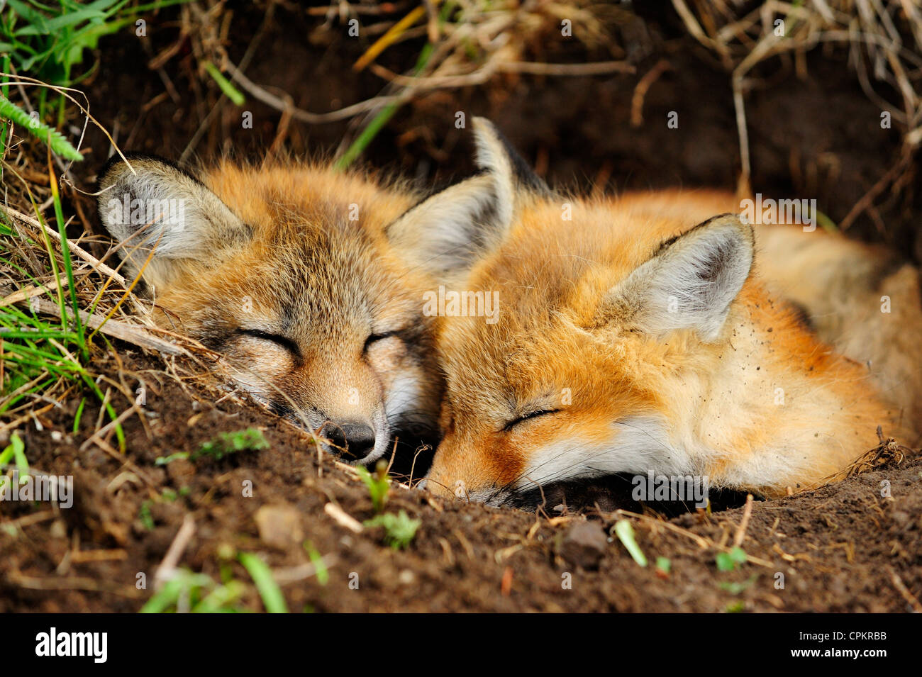 Red Fox (Vulpes vulpes vulpes) Kit vicino a den ingresso- captive campione, Bozeman, Montana, USA Foto Stock