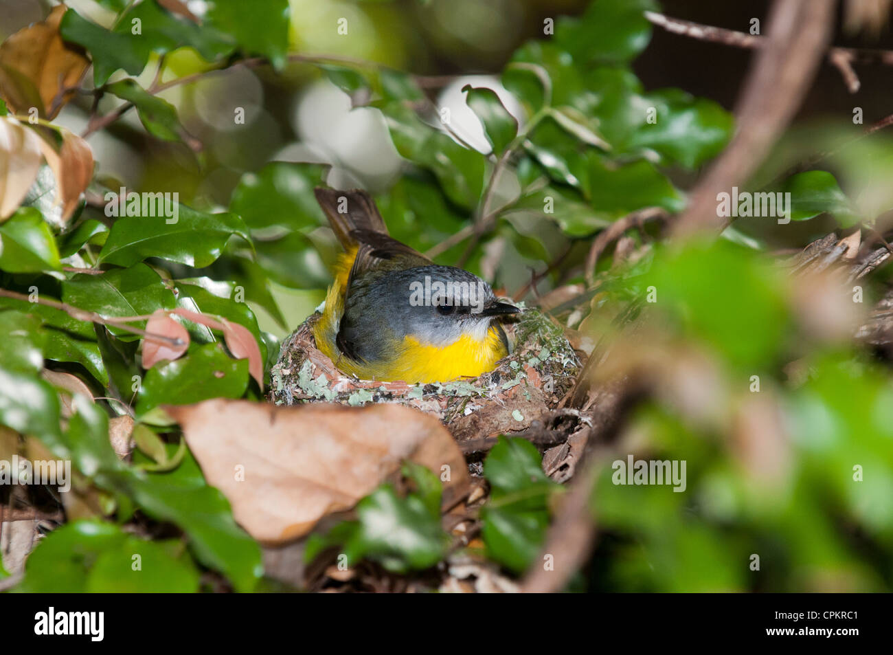 Petto giallo robin, Eopsaltria australis, seduta sul suo nido. Foto Stock