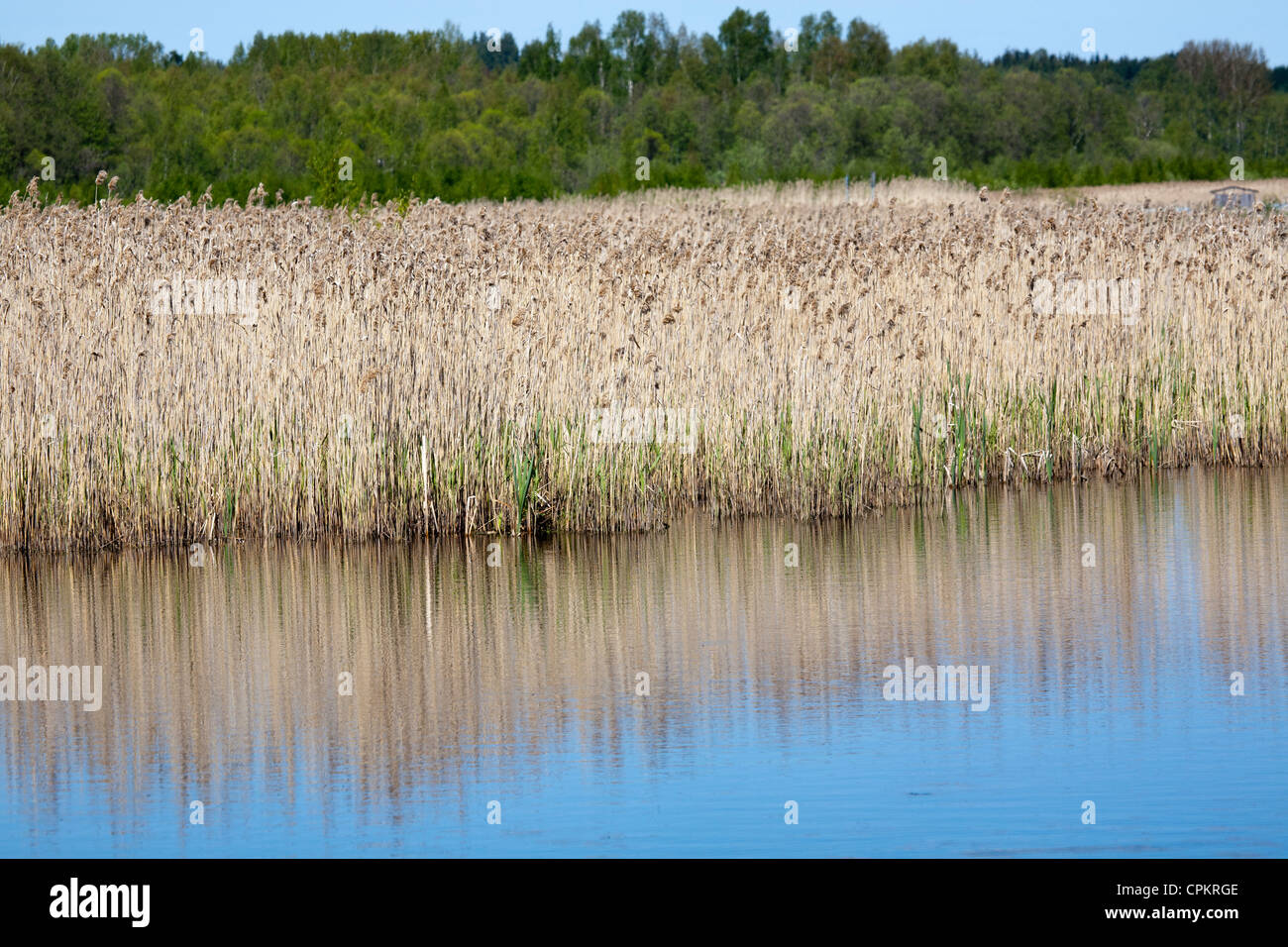 Ance a secco dal lago a molla della Finlandia, Europa Foto Stock