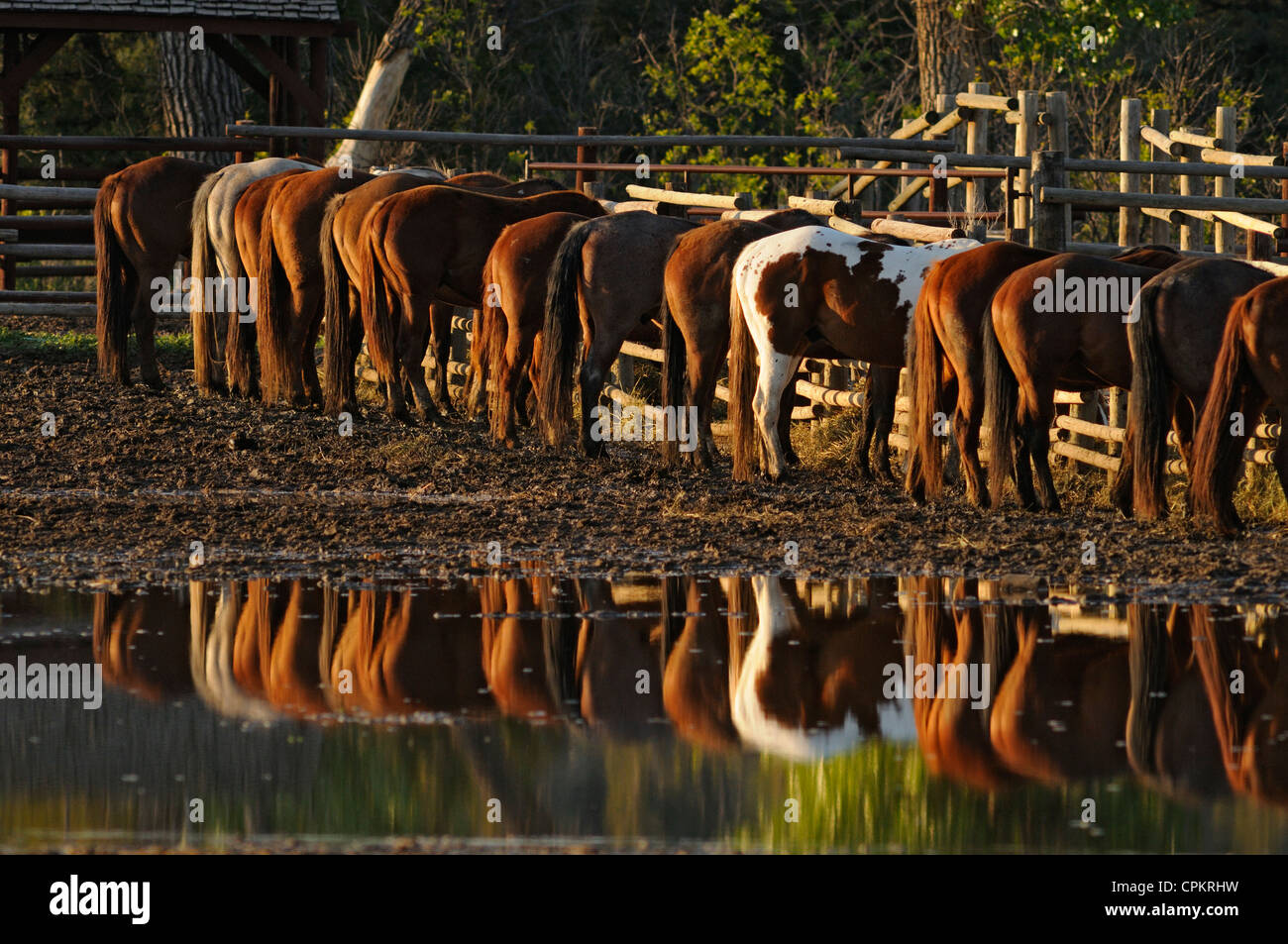 Magazzino di alimentazione di cavalli in corral Parco nazionale Theodore Roosevelt Sud unità, il Dakota del Nord, STATI UNITI D'AMERICA Foto Stock