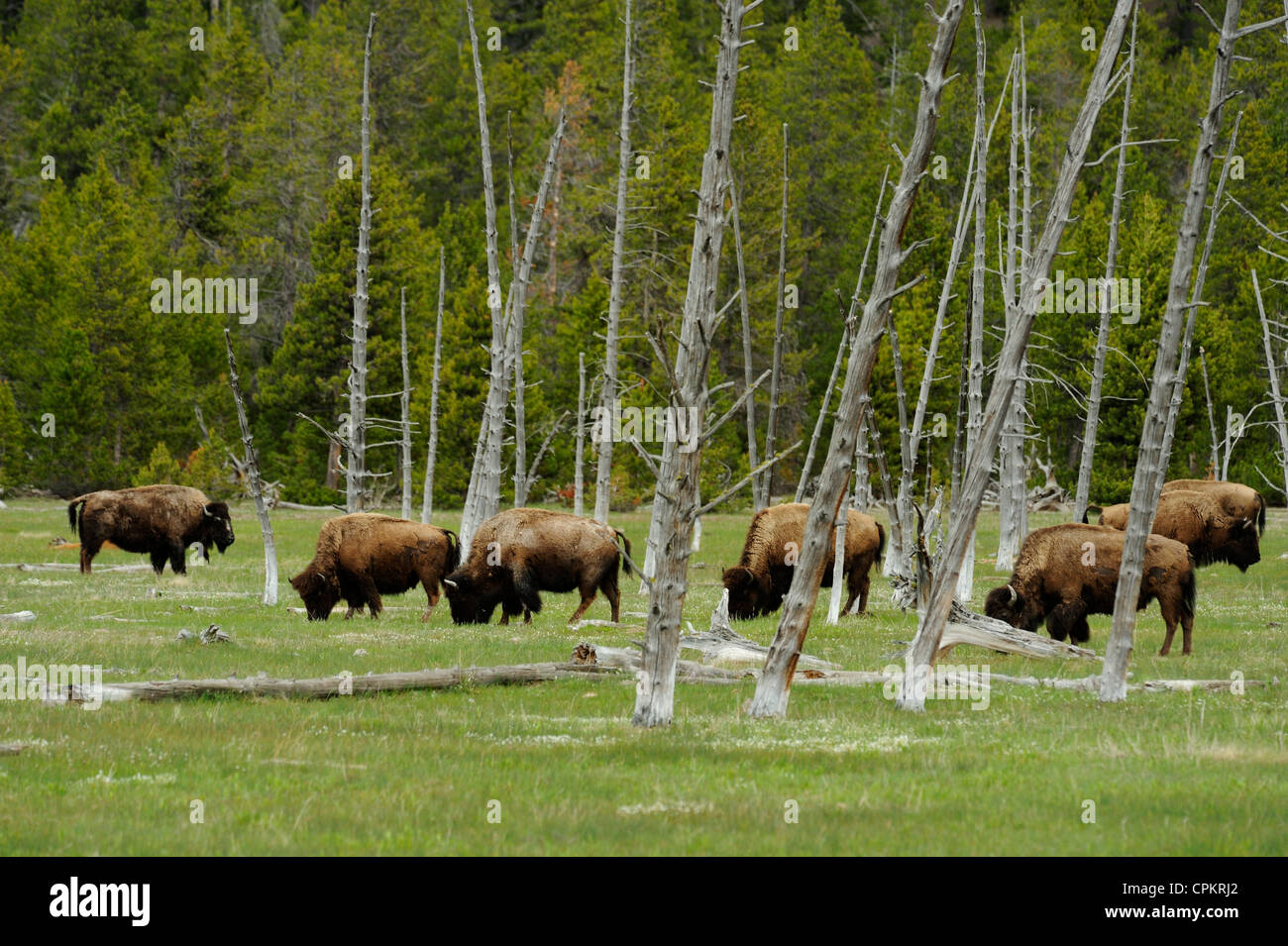 I bisonti americani (Bison bison) il Parco Nazionale di Yellowstone, Wyoming USA Foto Stock