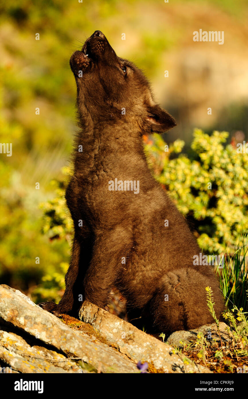 Lupo (Canis lupus) neonati al den- captive campione, Bozeman, Montana, USA Foto Stock