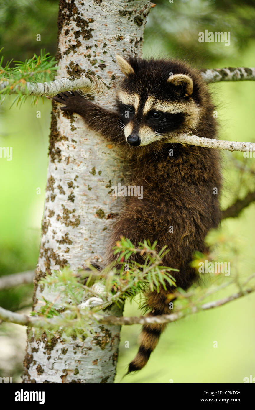 Raccoon (Procione lotor) baby- captive campione, Bozeman, Montana, USA Foto Stock