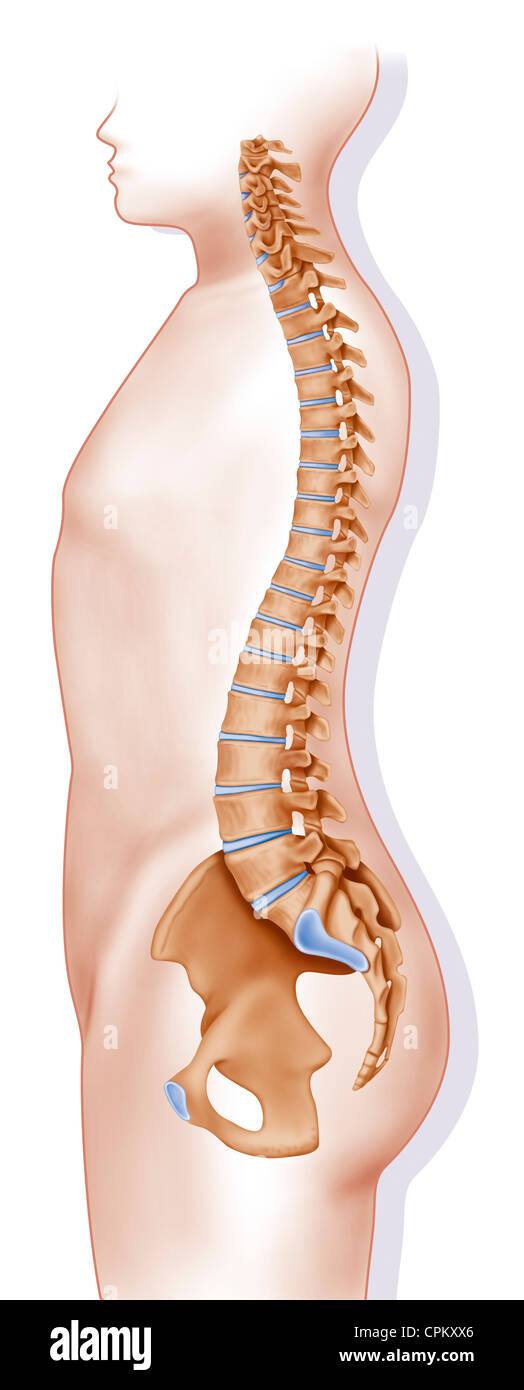 La colonna vertebrale, disegno Foto Stock