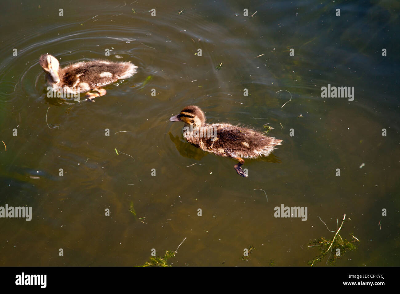 Due baby le anatre bastarde, papere nuotare nel laghetto. Foto Stock