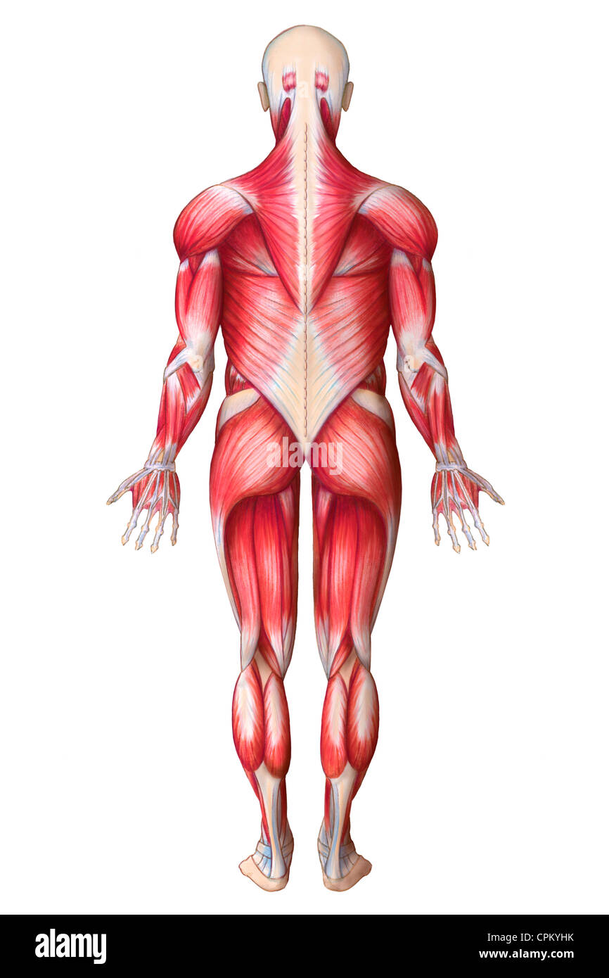 MUSCOLO, DISEGNO Foto Stock
