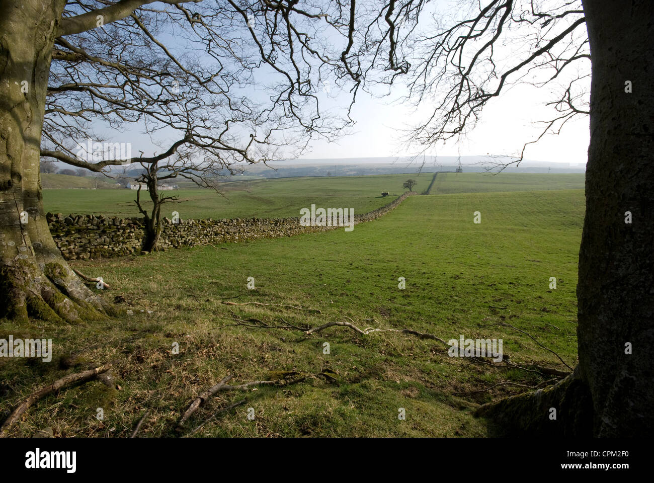 Paesaggio inglese che mostra i campi e in pietra a secco insieme a parete all'interno di alberi Foto Stock