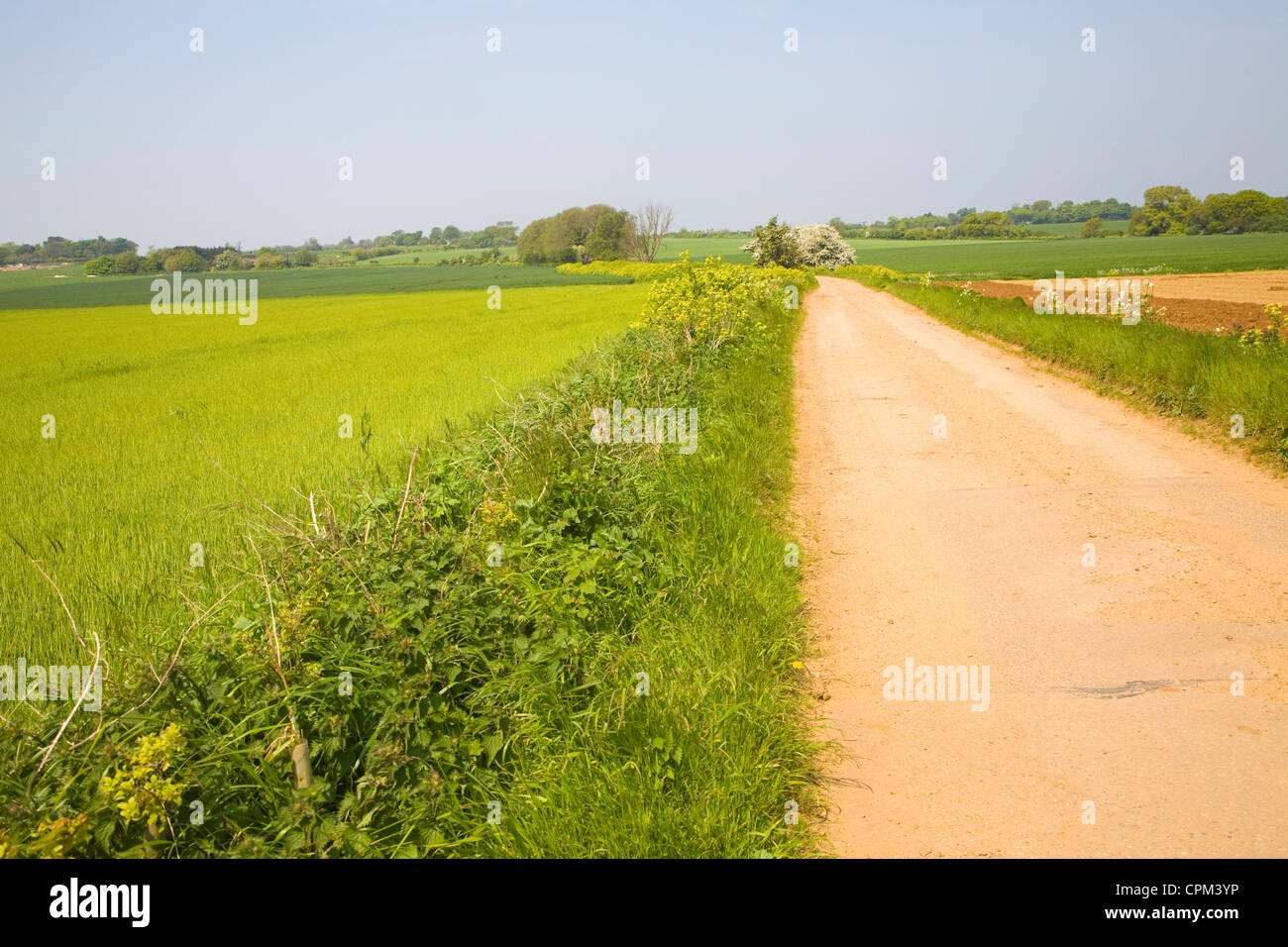 Country Road andando a distanza Foto Stock