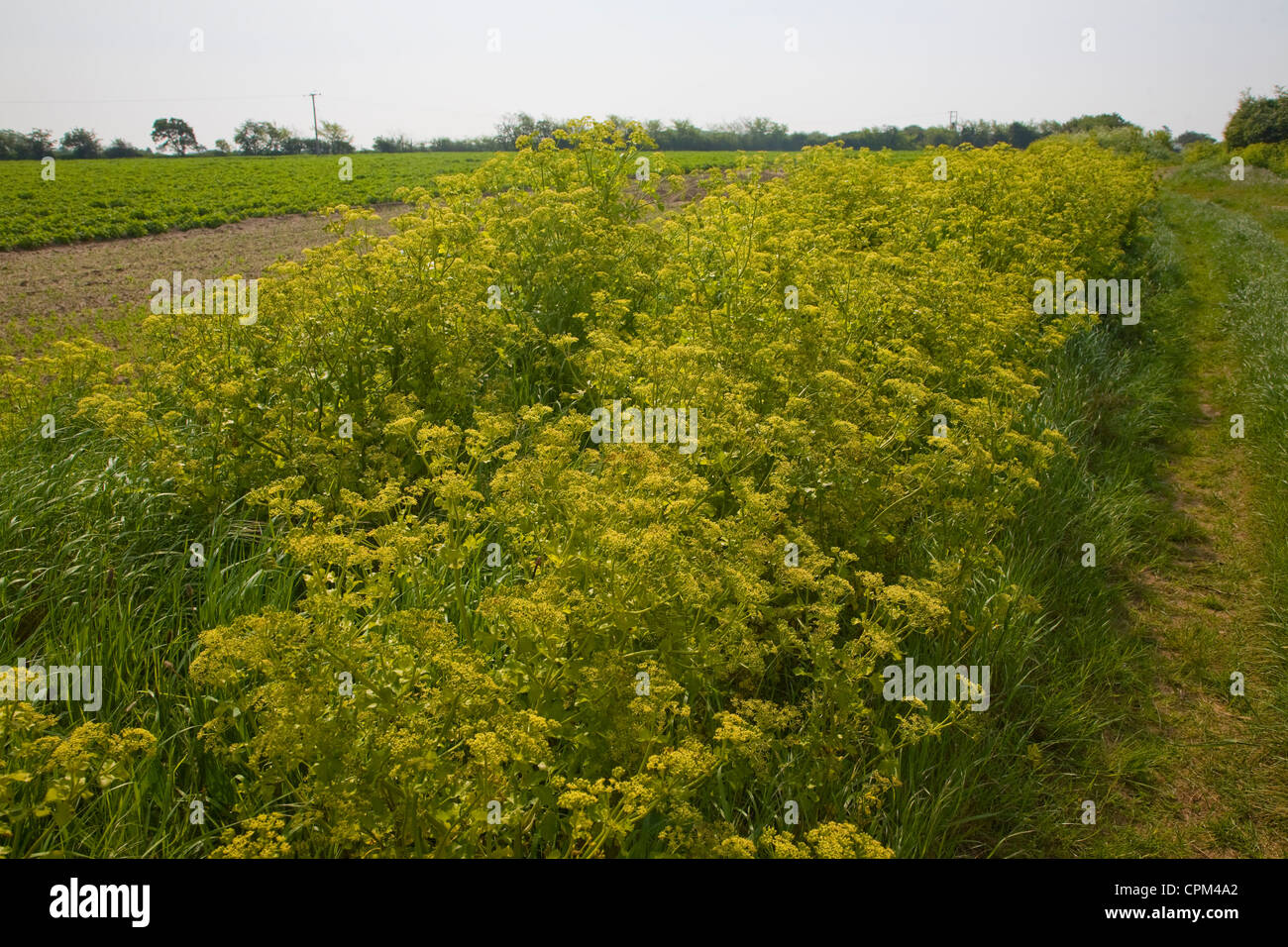 Alexanders fioritura delle piante, Smyrnium olusatrum, crescendo in campagna Bawdsey, Suffolk, Inghilterra Foto Stock