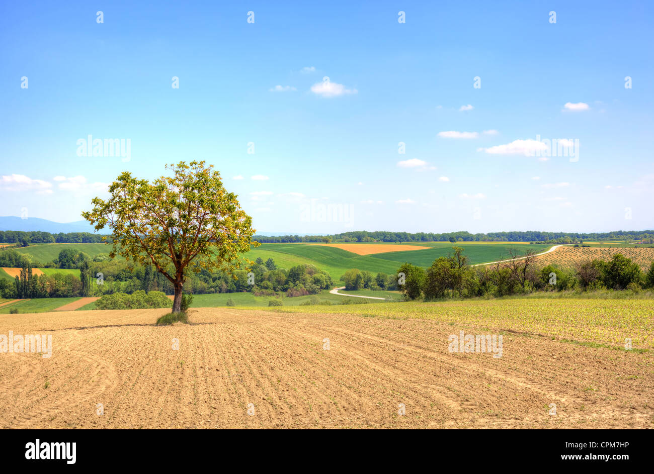 Campagna idilliaca con Lonely Walnut Tree Foto Stock