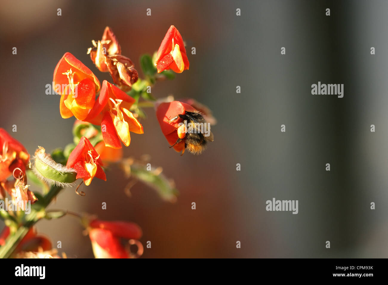 Api che raccolgono il fiore di polline immagini e fotografie stock ad ...