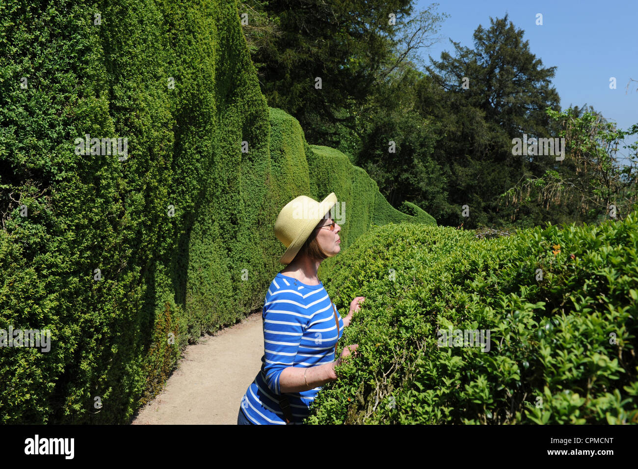 Donna che sbirciava su un'alta siepe britannico annuire la vicina Gran Bretagna Foto Stock