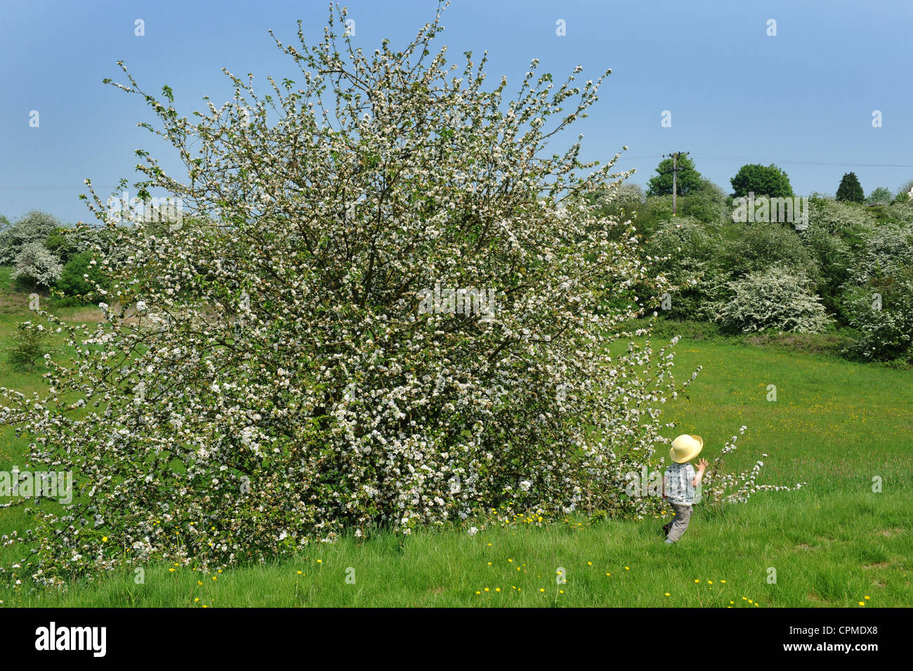 Bambino camminando con la primavera sbocciano i fiori e crab apple tree England Regno Unito Foto Stock