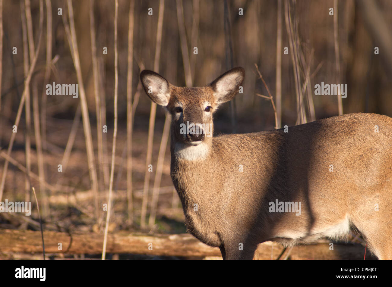 Culbianco cervi in side shot guardando avanti preso in Lake County Metroparks, Chagrin River Park Foto Stock