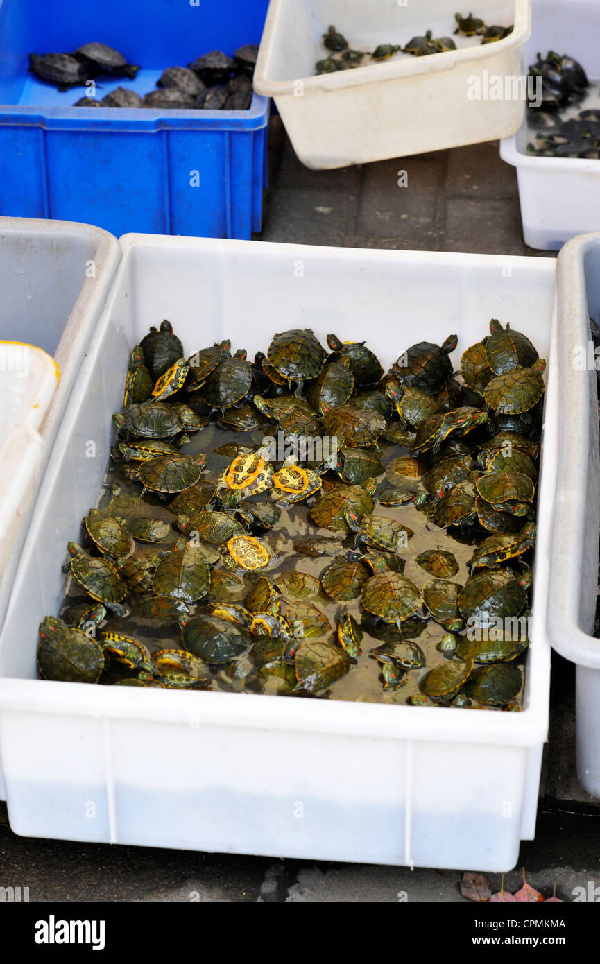 Le Tartarughe Marine in vendita presso la Shanghai del mercato del pet. Foto Stock