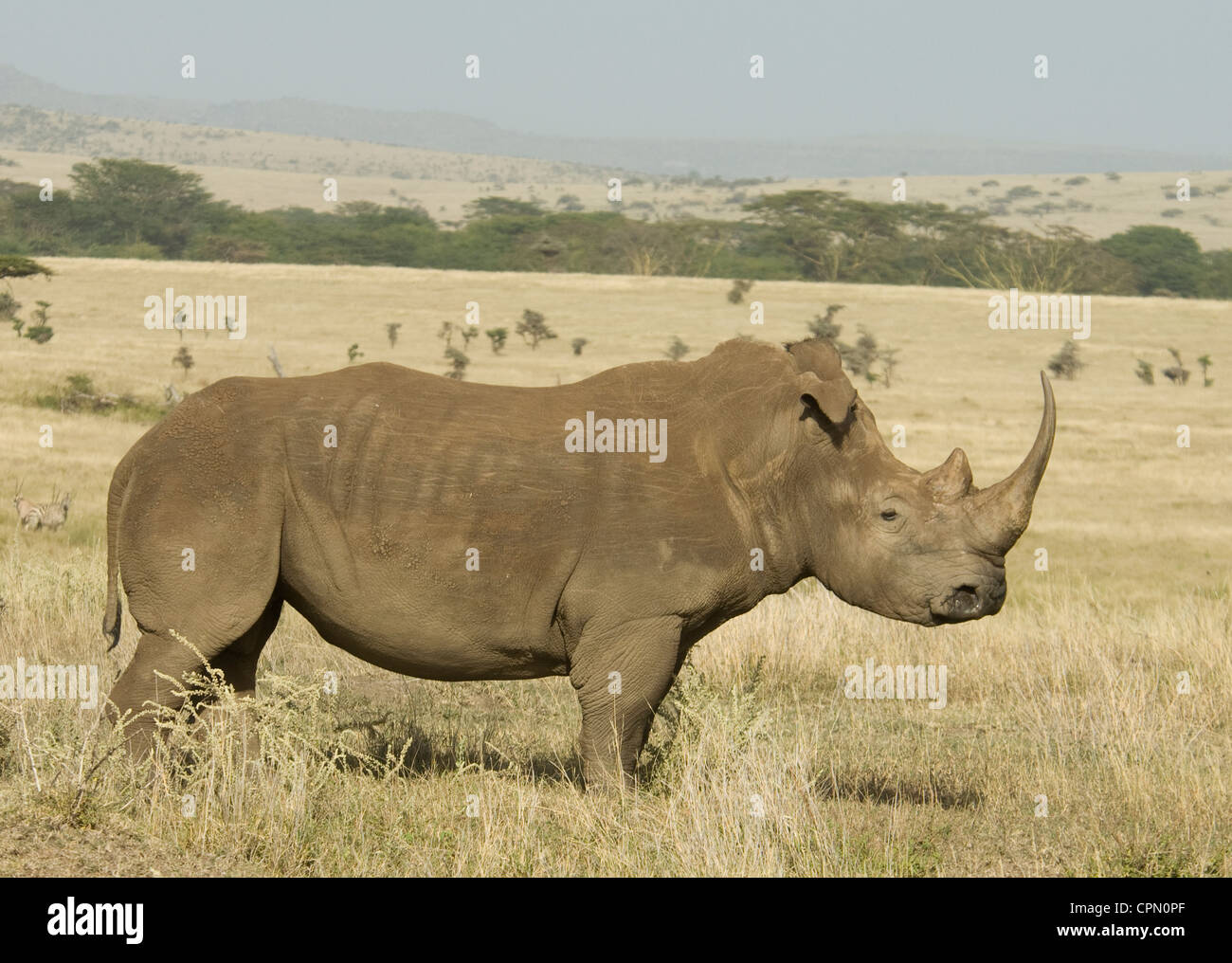 White Rhino in piedi in pianura (floppy ear) Foto Stock