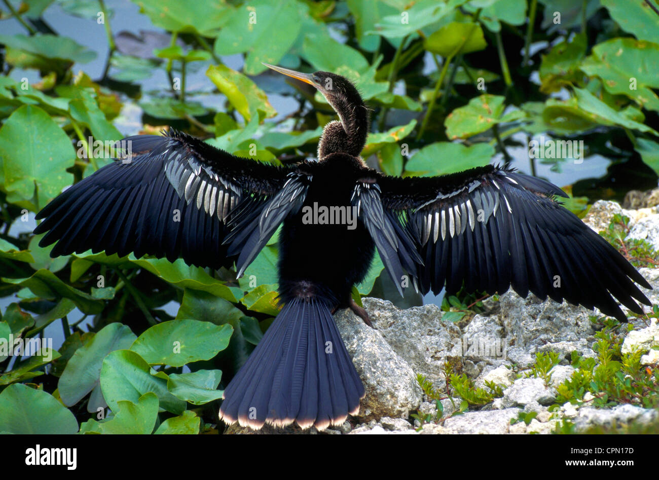 Un elegante Anhinga waterbird si diffonde il suo nero ali e la coda per asciugare le sue piume dopo le immersioni per i pesci in Everglades National Park in Florida, Stati Uniti d'America. Foto Stock