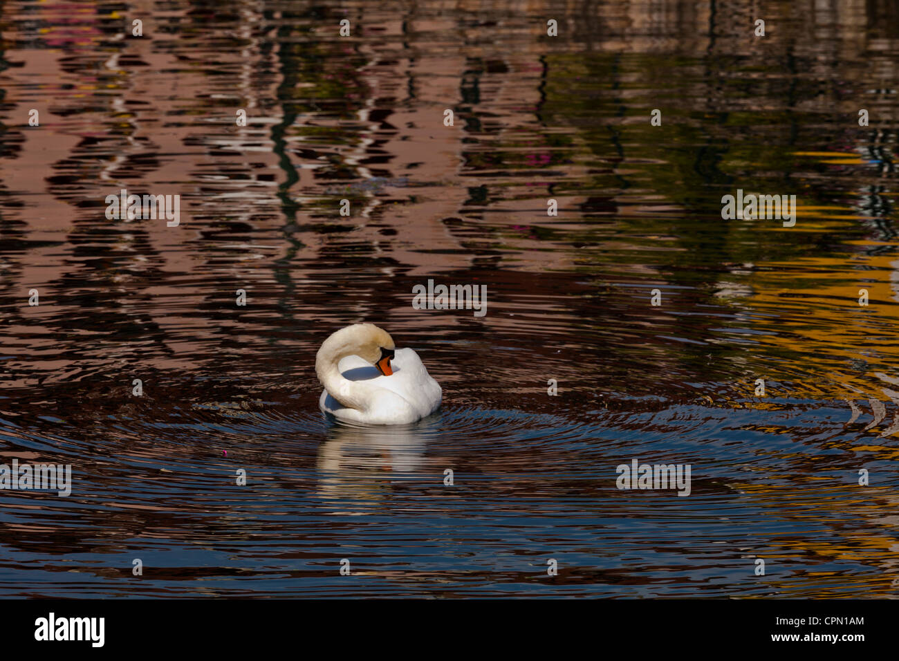 Swan e riflessioni Foto Stock