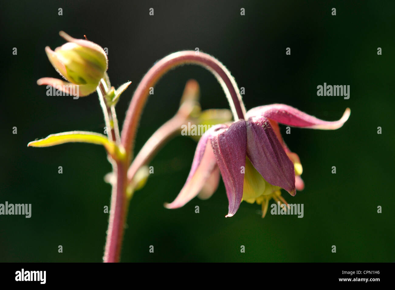 Aquilegia ardito perenne di fiori da giardino Foto Stock
