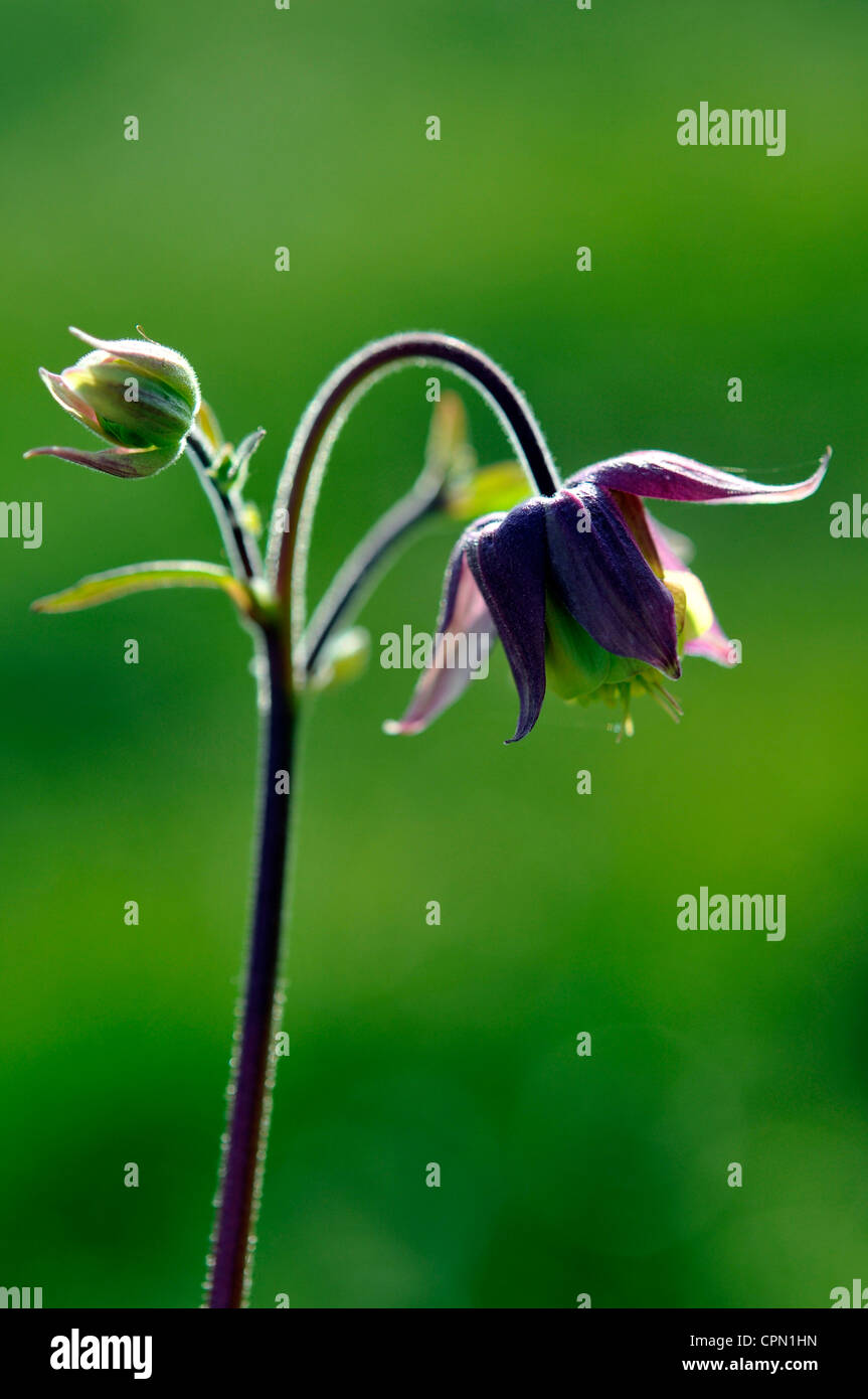 Aquilegia ardito perenne di fiori da giardino Foto Stock
