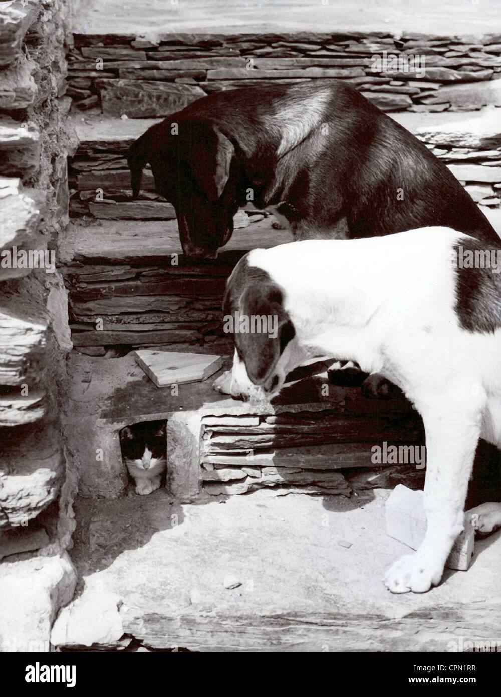 Due cani occhiatura gatto nel vano portaoggetti foro nella parete in muratura Foto Stock