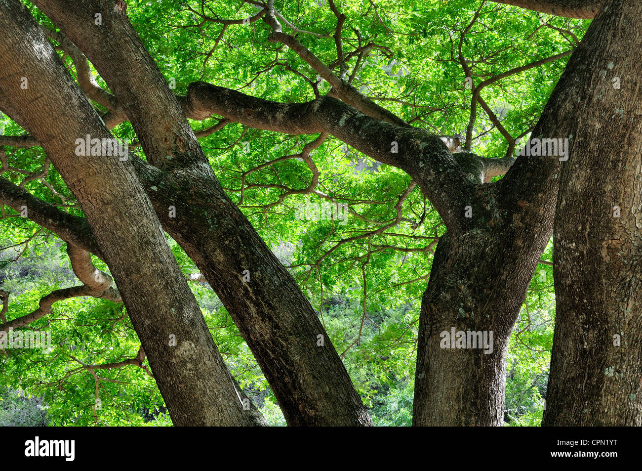 Lussureggiante giardino e viste sulla montagna nel parco Kepaniwai, Maui, Hawaii Foto Stock