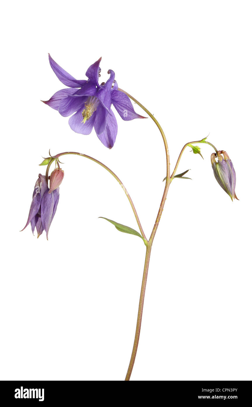 Aquilegia vulgaris fiore foglie e germogli isolata contro bianco Foto Stock