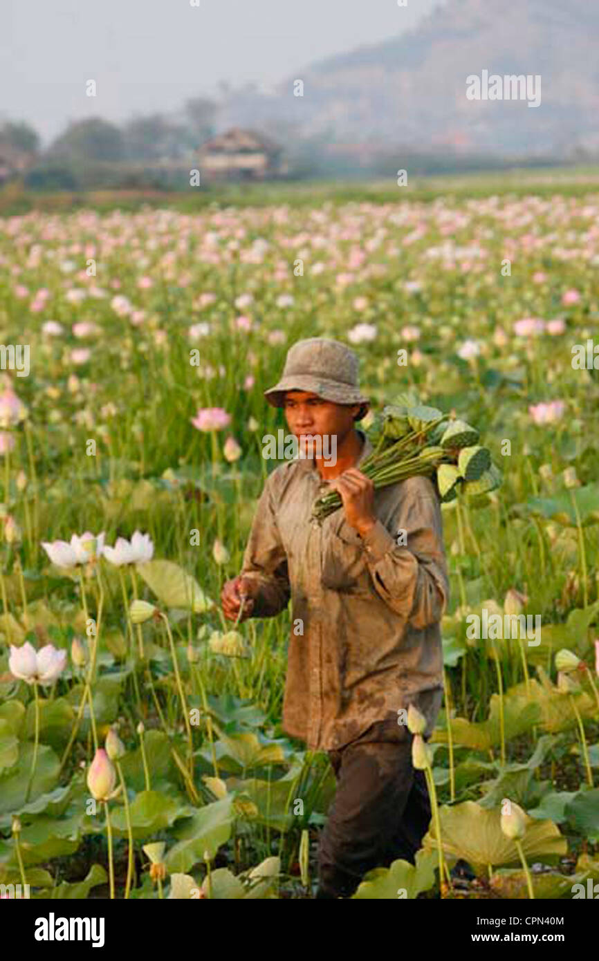 LOTUS Foto Stock