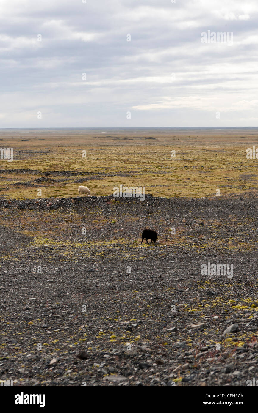 L'Islanda, pascolo di ovini in semi-arido paesaggio Foto Stock