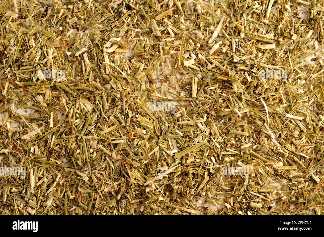 SENAPE SIEPE Foto Stock