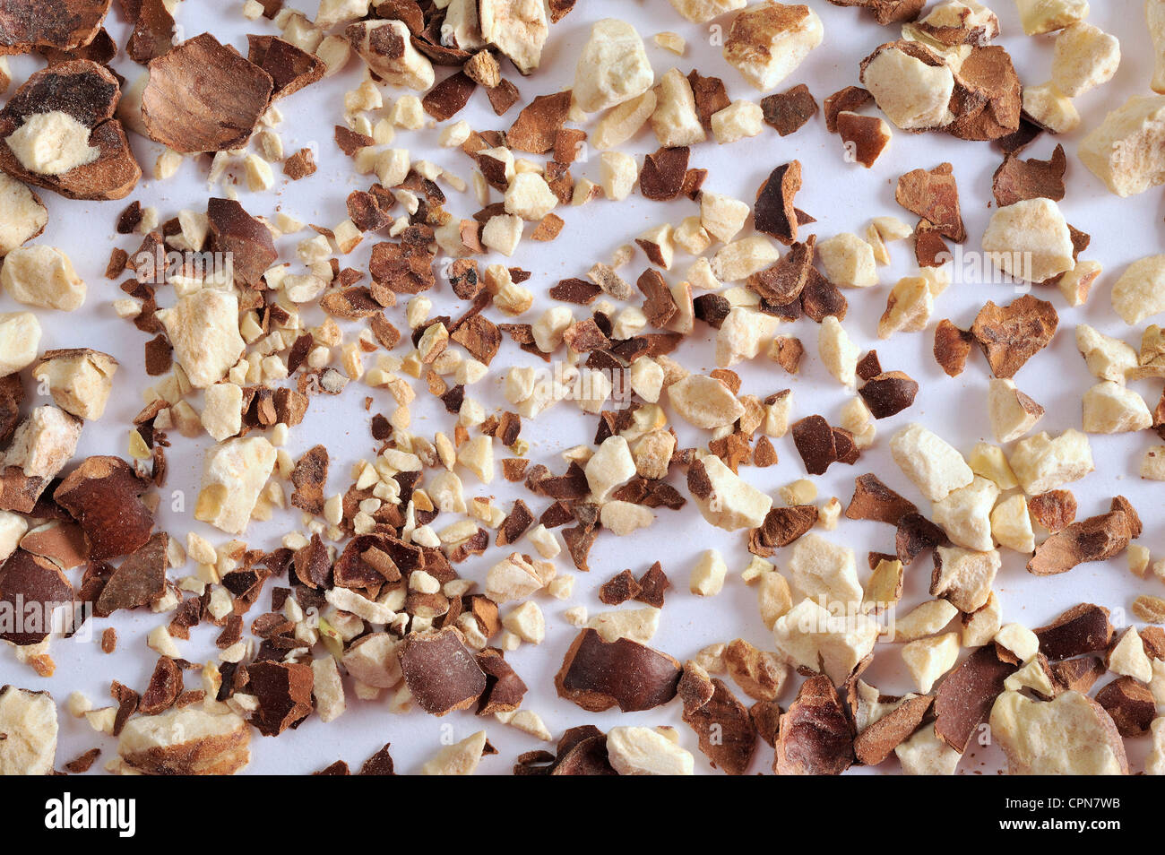 IPPOCASTANO Foto Stock