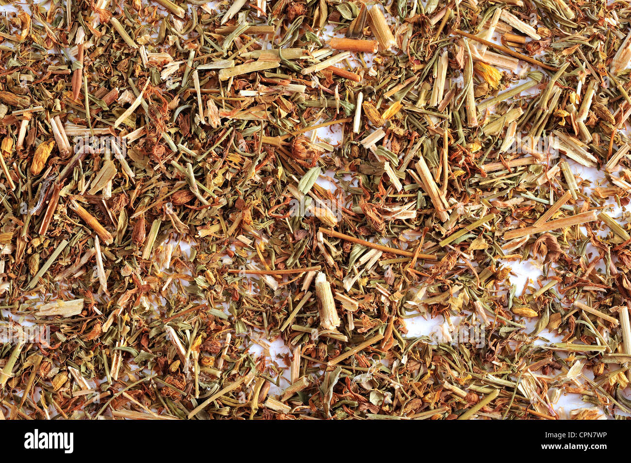 SAINT JOHN'S WORT Foto Stock