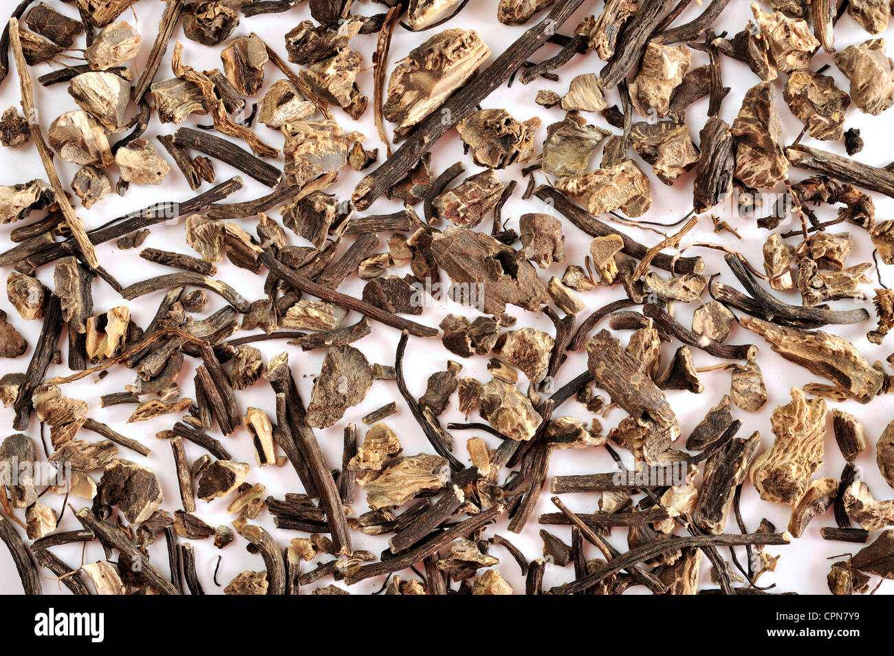 COHOSH NERO Foto Stock