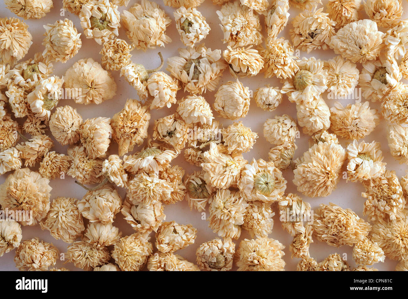 CAMOMILLA ROMANA Foto Stock