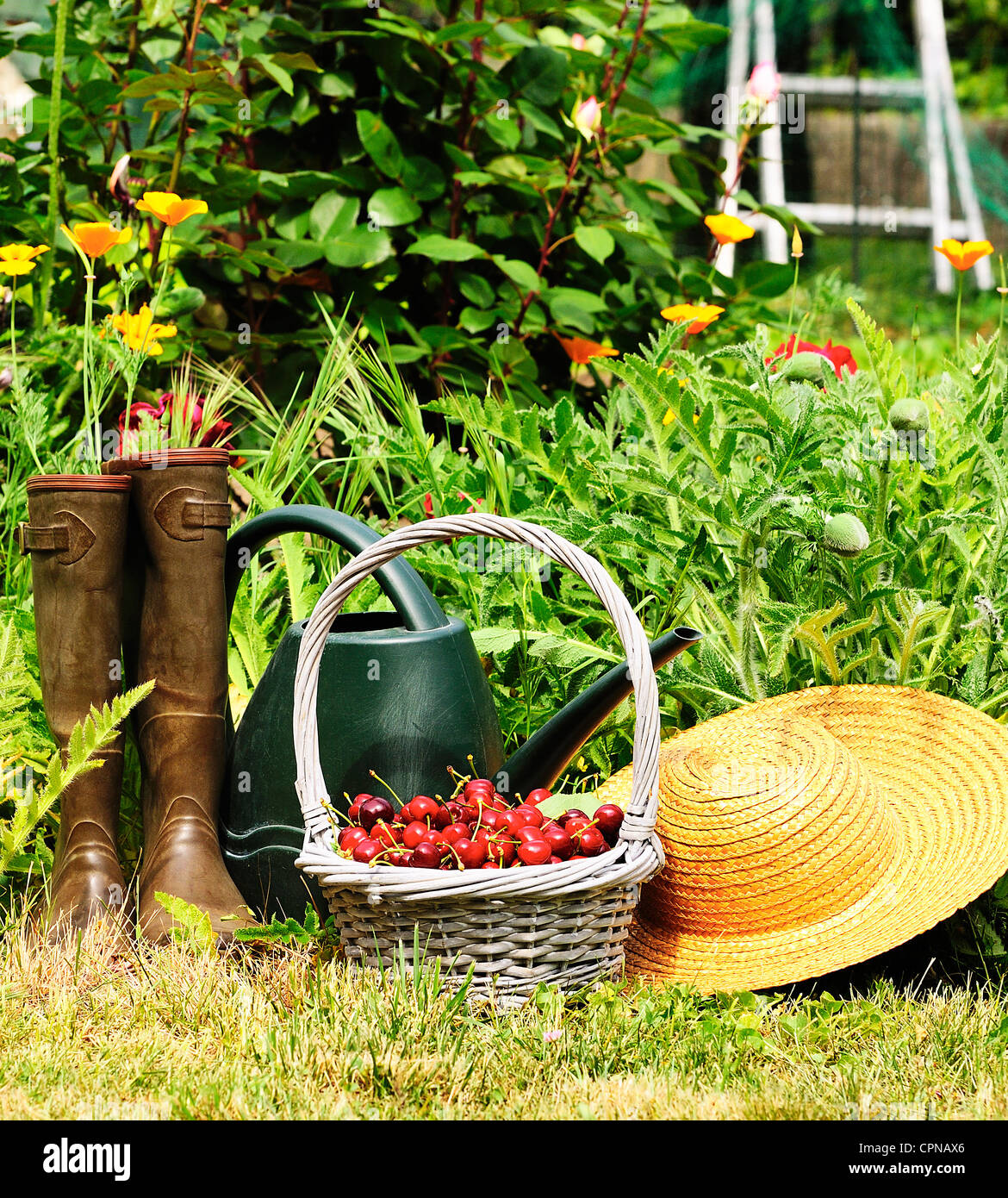 Cesto di ciliegie e cappello di paglia in un giardino fiorito Foto stock -  Alamy